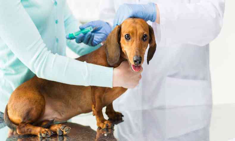 Vacinao antirrbica em cachorro do tipo salsicha 