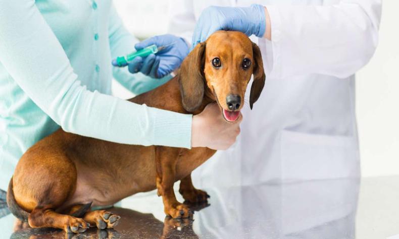 A vacinação está sendo aplicada em 10 postos, nas nove regionais da cidade, das 9h às 16h(foto: Freepik/Reprodução) Vacinação antirrábica em cachorro do tipo salsicha