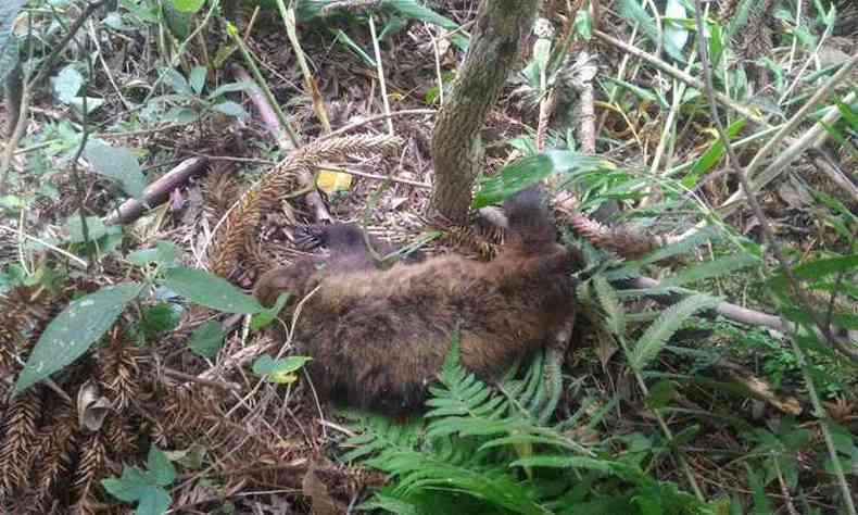 Morte dos primatas antecede contgio da doena em humanos(foto: Prefeitura de Gonalves/Divulgao)