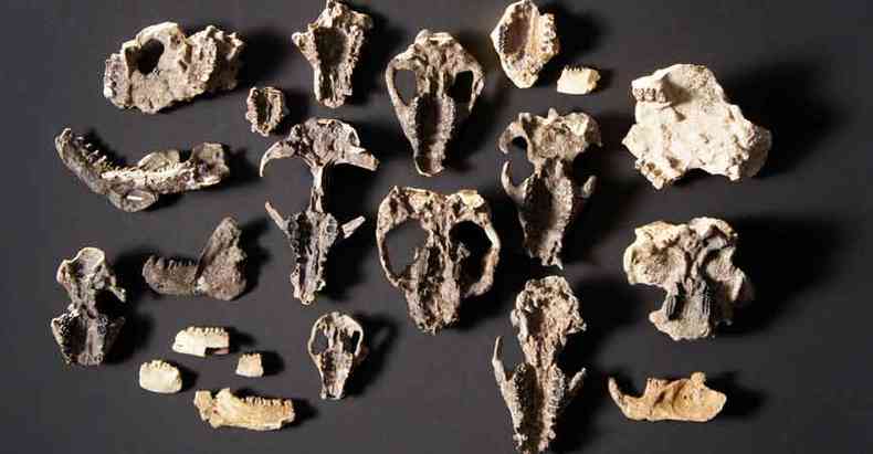 Os pequenos ossos foram encontrados dentro de concrees na Bacia de Denver: quase mil peas de animais vertebrados(foto: HHMI Tangled Bank Studios/Divulgao)