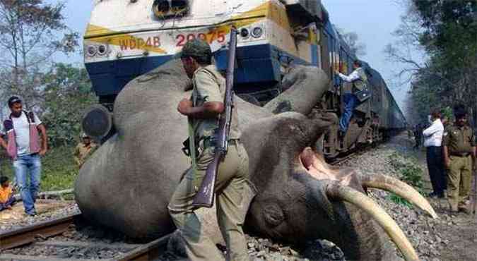 O elefante foi arrastado por vrios metros at que a composio parasse completamente (foto: AFP PHOTO )