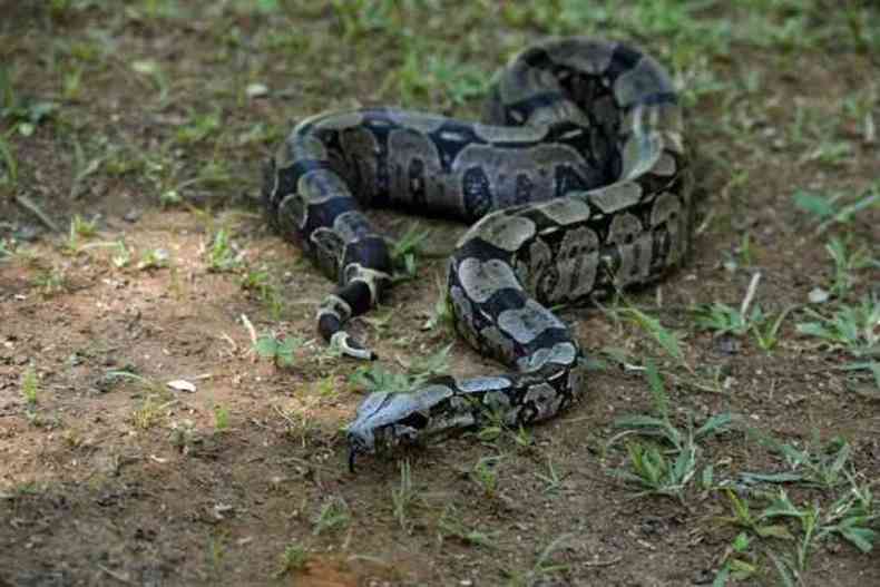 Serpente era utilizada por traficante para intimidar inimigos e devedores(foto: Marcelo Ferreira/CB/D.A Press - 2017)