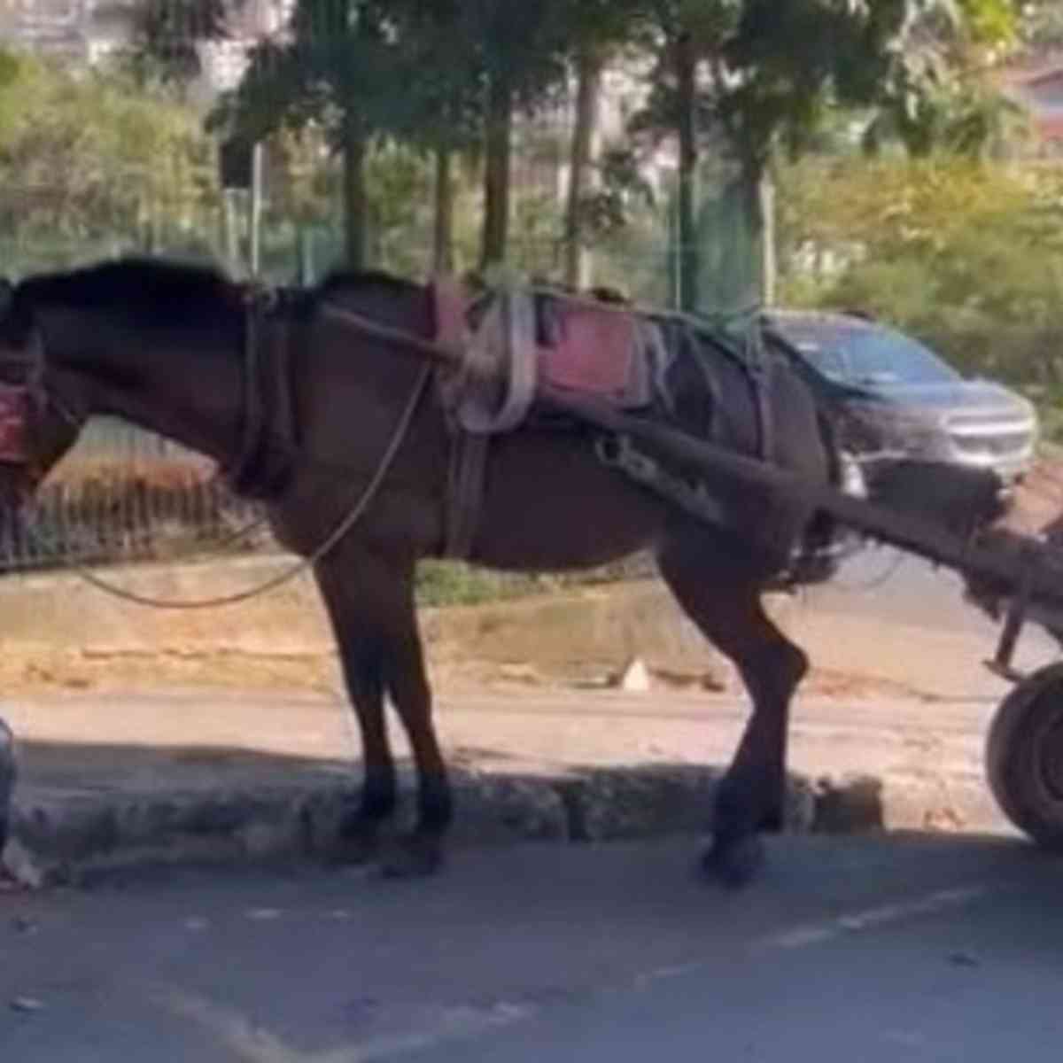 VI Feira do Cavalo da Maia