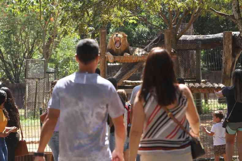 Turistas admiram o leo abrindo sua boca e expondo as presas no zoolgico de Belo Horizonte, entre outros animais