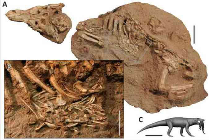 Esqueleto do Aplestosuchus sordidus. Em destaque, rea 'a' com detalhes do contedo abdominal, incluindo restos do sphagesaurid (foto: Reproduo www.plosone.org/reconstruo Rodolfo Nogueira )