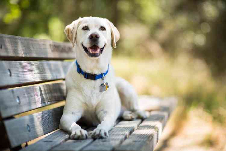 Cachorro em cima de um banco em parque