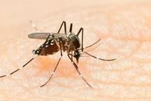 Casos de dengue em Minas Gerais crescem 23% em uma semana