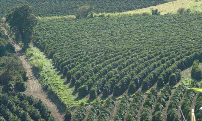 Colheita de café aumentou demanda por mão de obra, com mais de 100 mil postos criados, mas variações de preços preocupam produtores mineiros(foto: Beto Novaes/EM/D.A Press) Colheita de café aumentou demanda por mão de obra, com mais de 100 mil postos criados, mas variações de preços preocupam produtores mineiros(foto: Beto Novaes/EM/D.A Press)