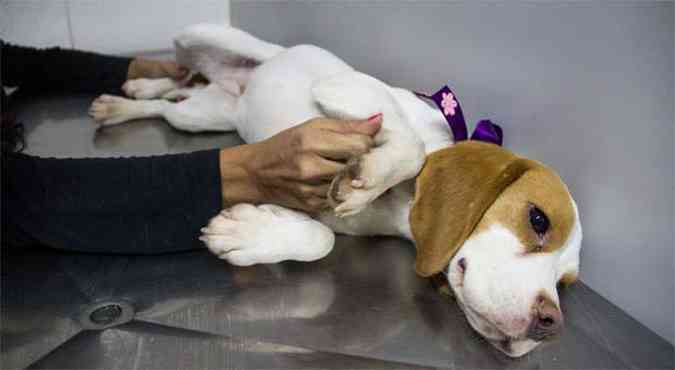 Cachorro recuperado passa por exames(foto: JARDIEL CARVALHO/FRAME/FRAME/ESTADAO CONTEUDO)
