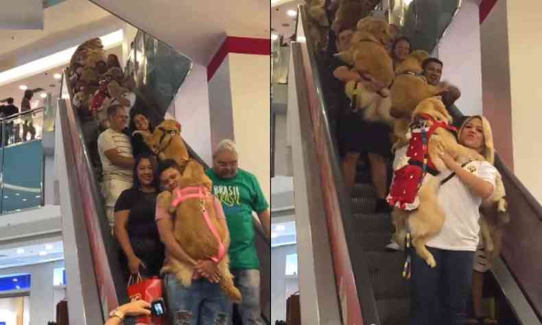 pessoas descendo na escada rolante com ces da raa golden retriever no colo