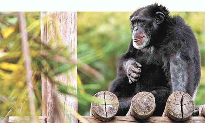  O chimpanz compartilha cerca de 98% dos genes com os seres humanos(foto: Jos Varella/CB/D.A Press - 26/1/05)