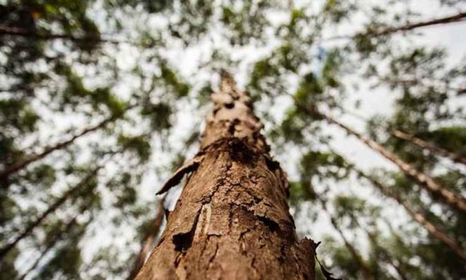 Maior produtora de eucalipto, Fibria é exemplo da pujança desse mercado(foto: Fibria/divulgacao ) Maior produtora de eucalipto, Fibria é exemplo da pujança desse mercado(foto: Fibria/divulgacao )
