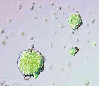 As clulas Stap: outros centros de pesquisa no conseguem produz-las(foto: Riken Center for Developmental Biology/Reuters )