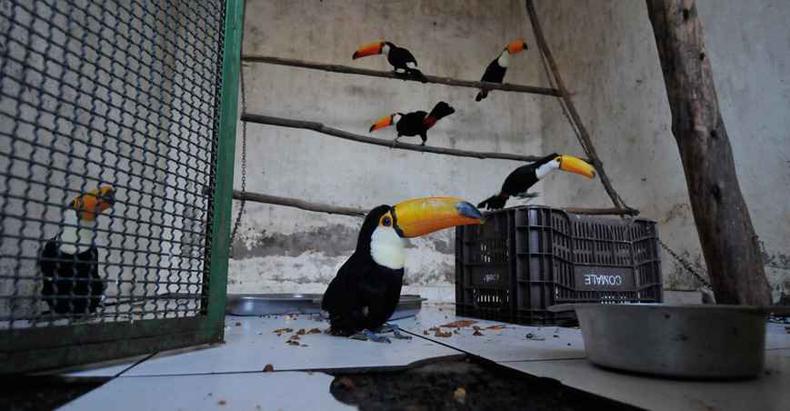 Após reabilitação, animais têm destino definido: soltura ou criatórios Após reabilitação, animais têm destino definido: soltura ou criatórios