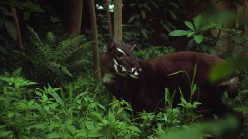 Uma foto rara de um saola