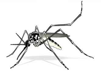 Assim como na dengue, o mosquito Aedes aegypti  o transmissor da doena