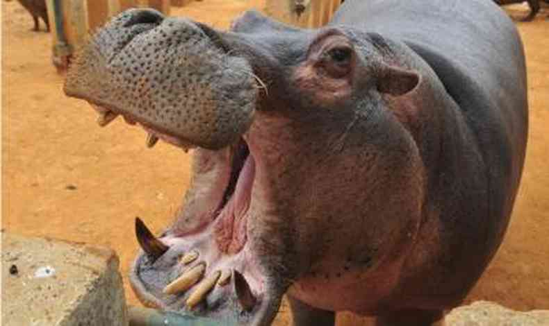 Hipopótamos são capazes de reconhecer as vozes 
