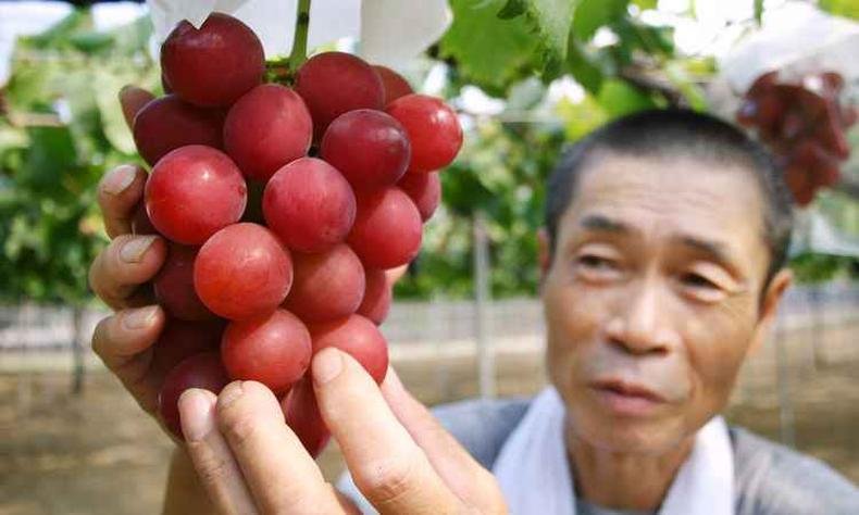 Foto de arquivo de agosto de 2008 mostra o cacho de uvas Foto de arquivo de agosto de 2008 mostra o cacho de uvas
