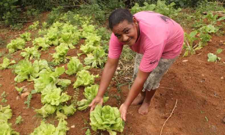 Mulher segura uma hortalia em mos. Ela  uma mulher negra de cabelos cacheados presos e usa uma camiseta rosa.