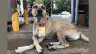 Chefe de pista: cachorro ganha crachá personalizado em posto de gasolina
