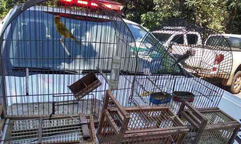 Aves sero devolvidas  natureza(foto: Guarda Municipal/ Divulgao)