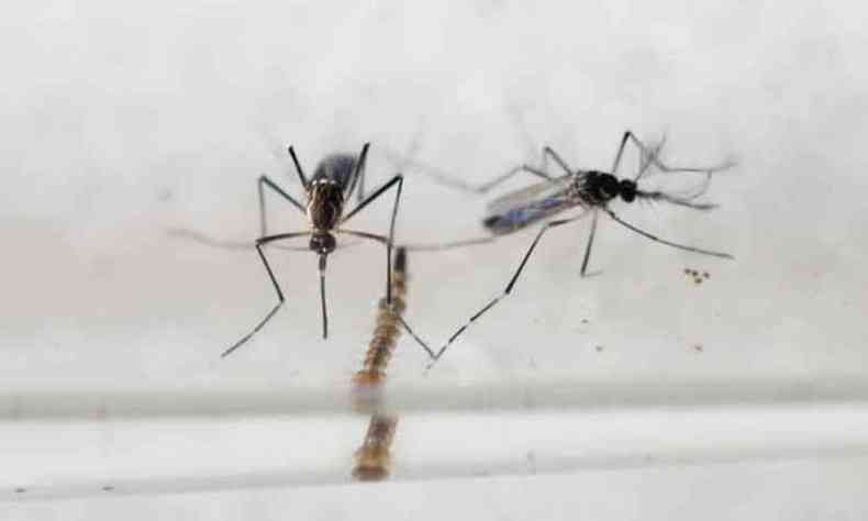 Com a volta das chuvas e calor, o combate aos criadouros do mosquito  prioritrio(foto: AFP PHOTO / Marvin Recinos)