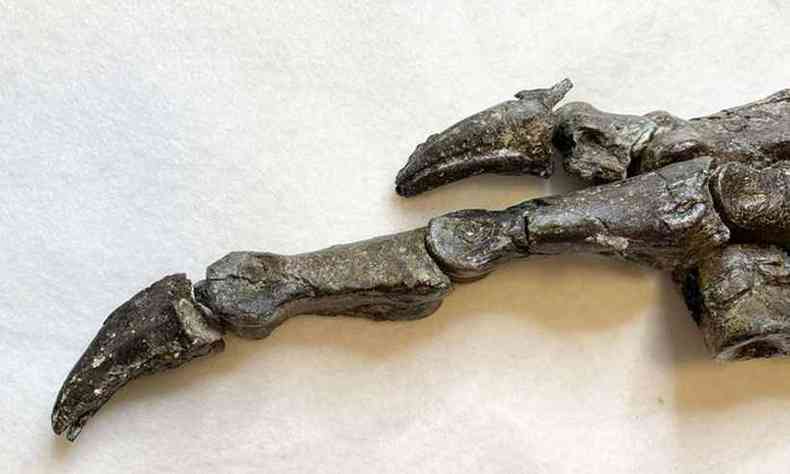 Detalhe de um dos ps do fssil do dinossauro(foto: Divulgao/Juliana Sayo/Museu Nacional)