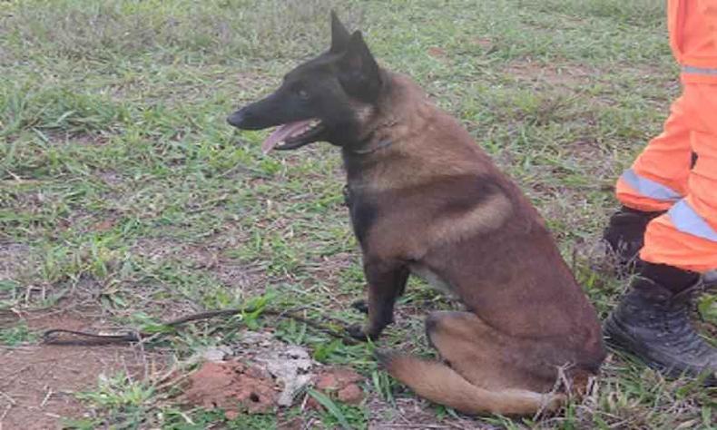 Militares e bombeiros contaram com cães farejadores para encontrar idosa perdida(foto: PMMG/Divulgação) Cão farejador ao lado de um bombeiro
