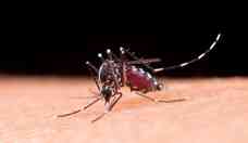Perodo de chuvas favorece proliferao da dengue