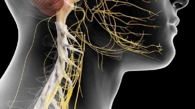 Os nervos, representados em amarelo na ilustrao, so estruturas do sistema nervoso que fazem a comunicao do crebro com diversas partes do corpo. O nervo vago faz a conexo com a maior parte dos rgos e das vsceras do trax e do abdmen(foto: Science Photo Library)