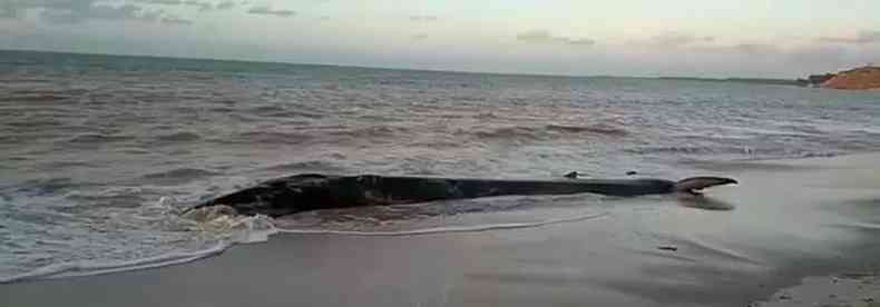 Baleia viva que estava encalhada na praia de Carro Quebrado, Alagoas(foto: Reproduo/Instituto Biota de Conservao)