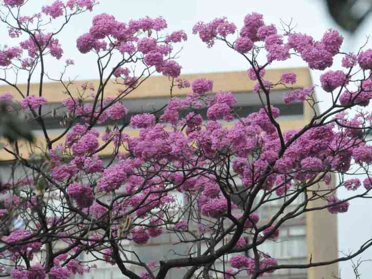 Ipês rosa abrem a temporada de floração da árvore símbolo de BH - Gerais -  Estado de Minas