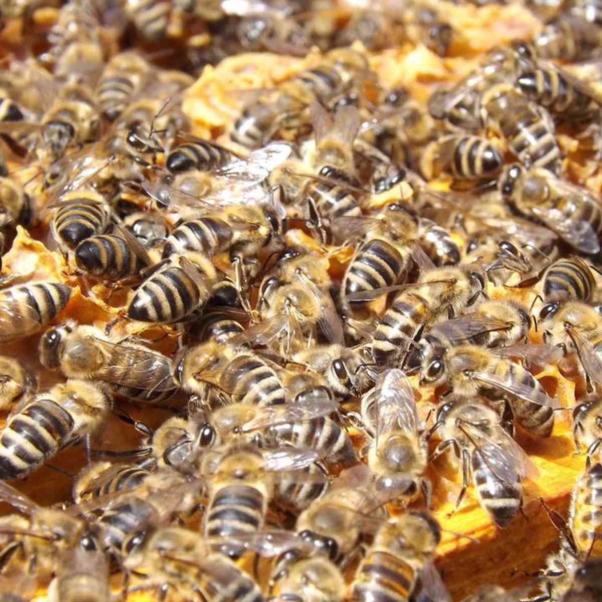 Ataque de 50 mil abelhas deixa animais feridos, mata cavalo e causa pânico  em bairro da Serra