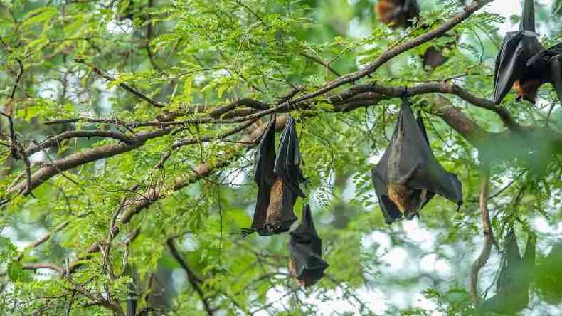 Morcegos so forados a conviver com humanos por causa da destruio de seu habitat natural(foto: Getty Images)