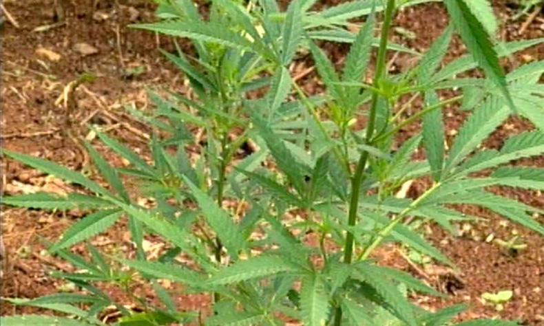 planta de maconha