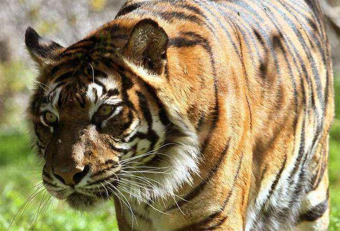 O tigre-da-sumatra é uma das espécies ameaçadas de extinção no mundo: 69 tipos de mamíferos estão na mesma situação (foto: AFP PHOTO / GIL COHEN-MAGEN ) O tigre-da-sumatra é uma das espécies ameaçadas de extinção no mundo: 69 tipos de mamíferos estão na mesma situação (foto: AFP PHOTO / GIL COHEN-MAGEN )