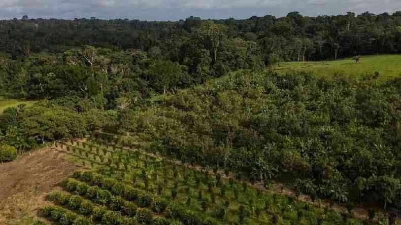 A foto mostra um Sistema Agroflorestal dentro da reserva Chico Mendes, no estado do Acre, e, ao fundo, uma floresta(foto: Flvio Forner/Divulgao)