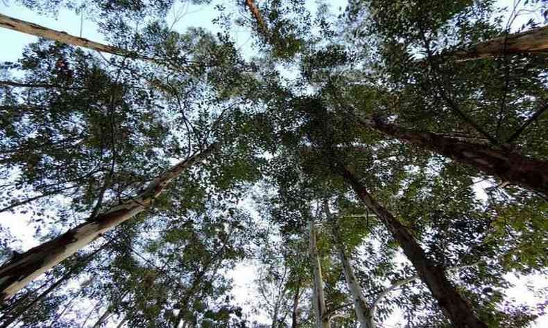 Uma área de reflorestamento entre 6.800 e 8.500 hectares receberá 7,4 milhões de árvores de eucalipto (foto: Pixabay)