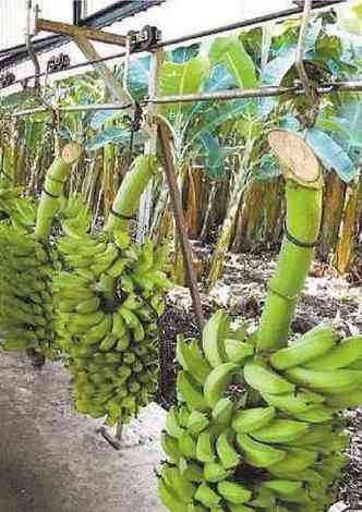Produtores de banana em Pirapora esto satisfeitos com o resultado(foto: Codevasf/ Divulgao)