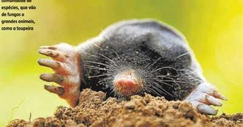 Estudar a rica biodiversidade do solo é fundamental para entendimento ...
