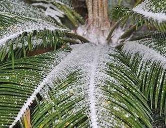 (foto: Dionata Costa | S�o Joaquim Online )