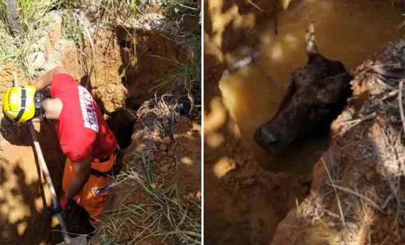 Bombeiros resgataram vaca que ficou atolada em poço na área rural de Ubá, na Zona da Mata de Minas Gerais