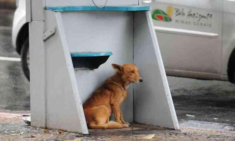 A lei visa proteger os animais dos maus-tratos, incluindo o abandono, no estado(foto: Gladyston Rodrigues EM/D.A. Press)