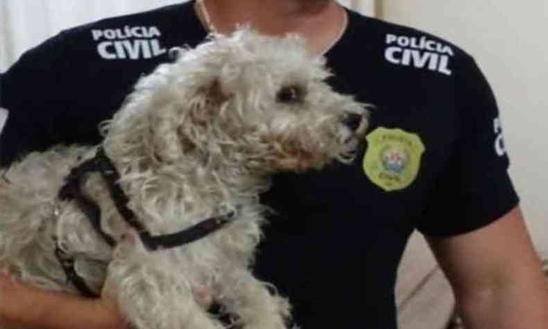 Cadela branca, de aproximadamente 3 anos, da raa poodle, no colo de policial civil