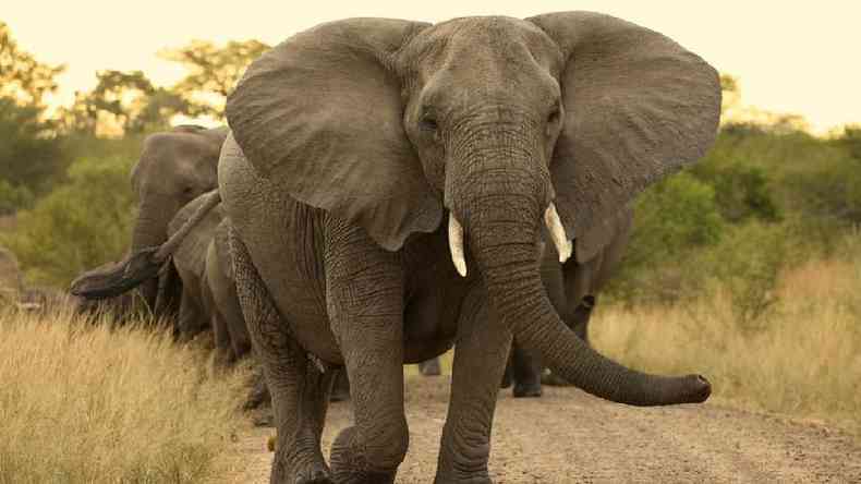 Os elefantes usam suas orelhas para se refrescar