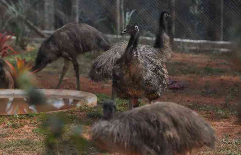 Emus