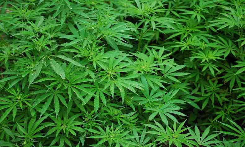 planta cannabis verdinha