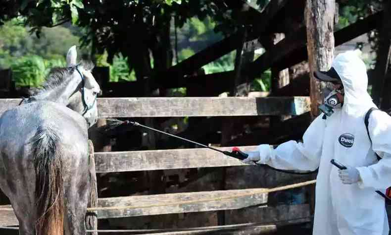 Agente de zoonoses de Contagem aplica carrapaticida em cavalo