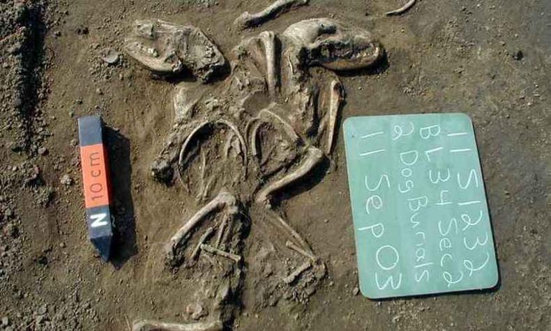 Fóssil de animal enterrado nos EUA entre 660 e 1350 anos atrás: amizade antiga(foto: Illinois State Archaeological Survey/Divulgação) Fóssil de animal enterrado nos EUA entre 660 e 1350 anos atrás: amizade antiga(foto: Illinois State Archaeological Survey/Divulgação)
