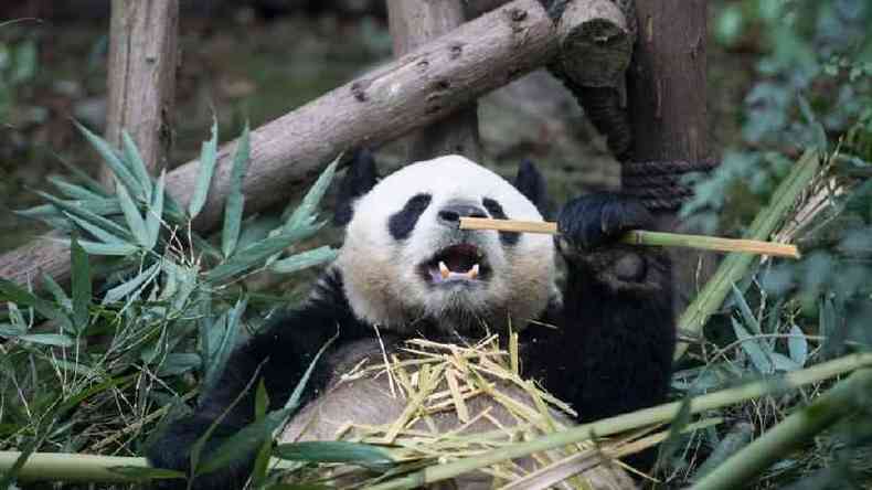 Os esforos chineses para recriar e repovoar florestas de bambu ajudaram a salvar os pandas gigantes da extino(foto: Getty Images)